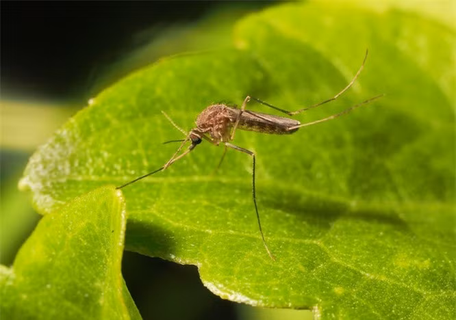 8.Có đến hơn 3.500 loài muỗi trên Trái đất.