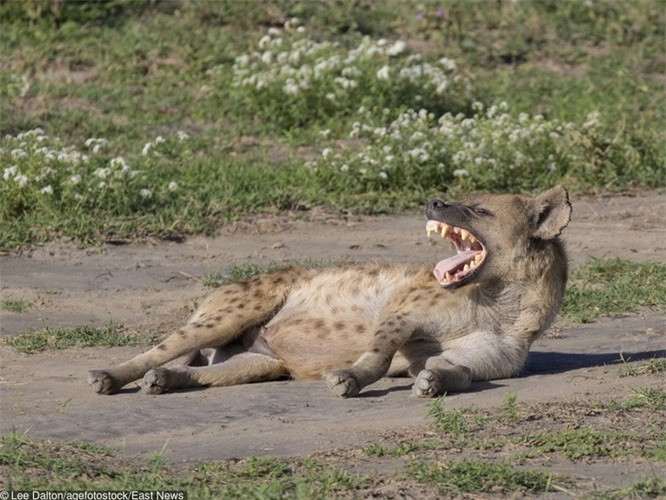 3. Có thể bạn chưa biết, âm thanh của một con linh cẩu có thể vang xa tới 8 dặm (hơn 12 km).