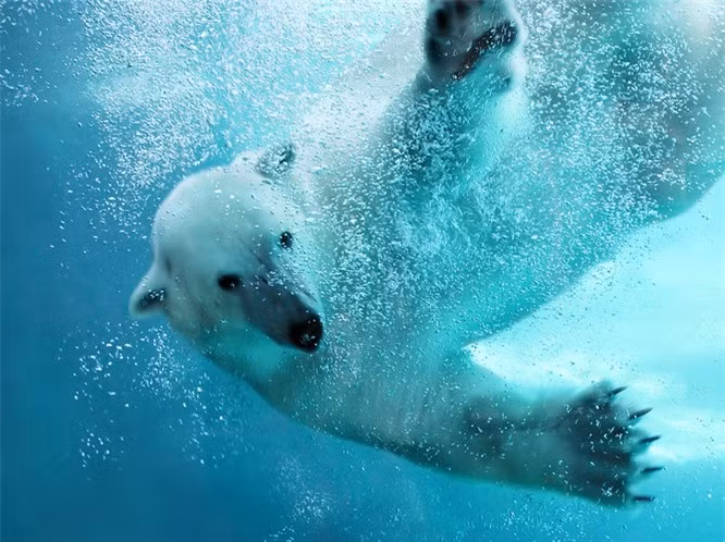 4. Gấu Bắc cực có thể phát hiện con mồi từ khoảng cách 35 dặm (hơn 56 km).