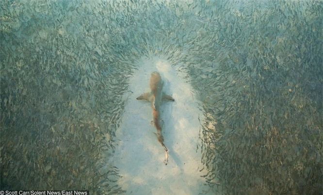 7. Cá mập xuất hiện lần đầu tiên trong đại dương vào khoảng 455 triệu năm trước.