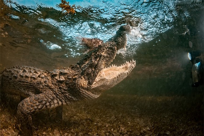 11.Cá sấu nước mặn có thể sống hơn 70 năm.