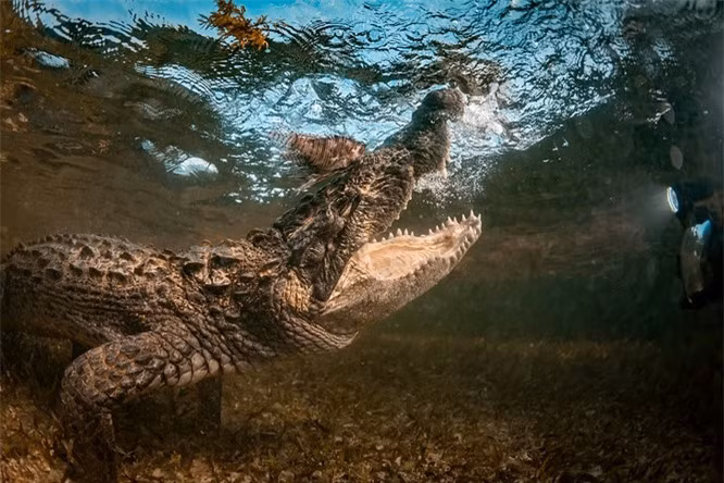 11.Cá sấu nước mặn có thể sống hơn 70 năm.