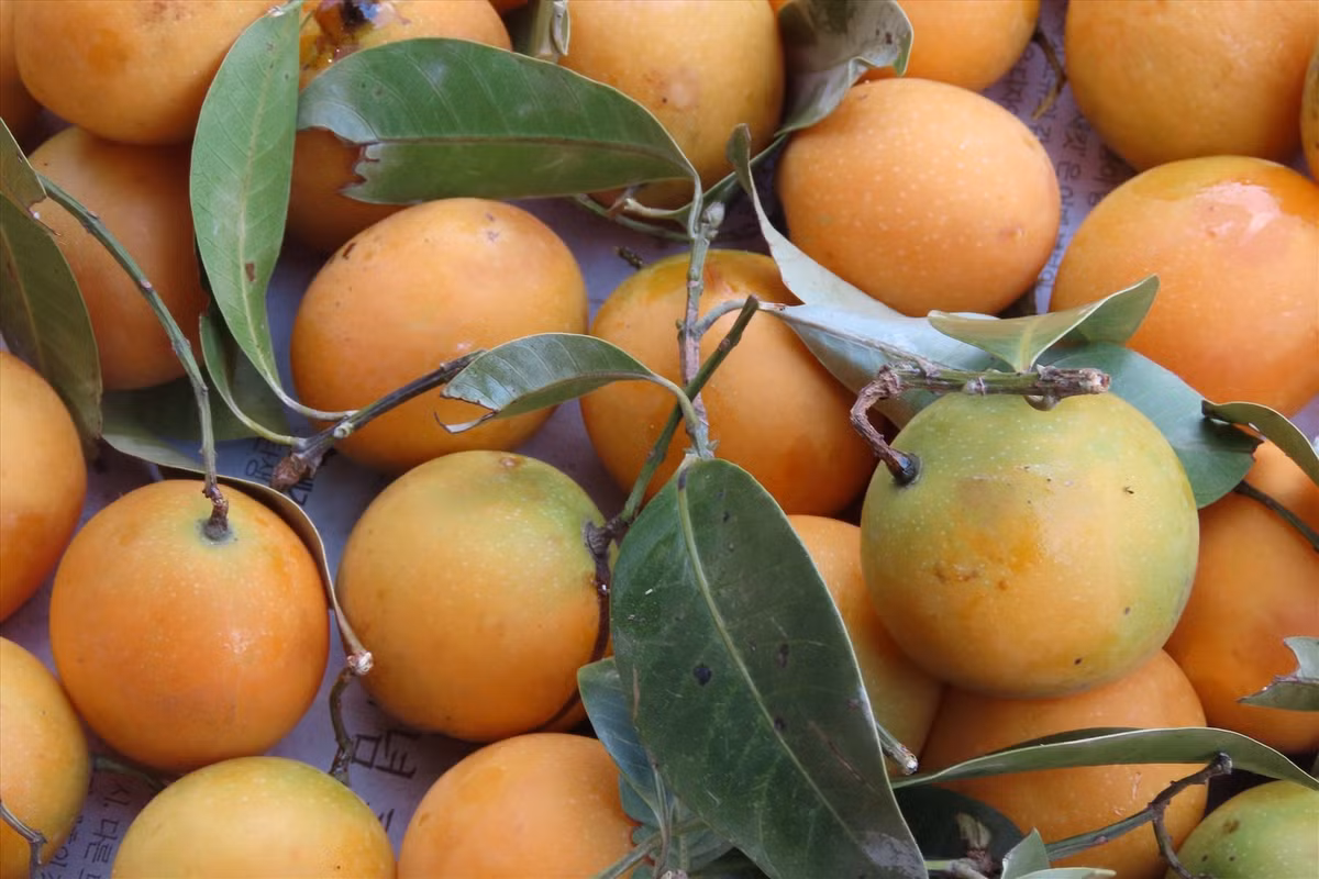 Tom hum do hiem co, ve Viet Nam ban voi gia 10 trieu dong/con-Hinh-4