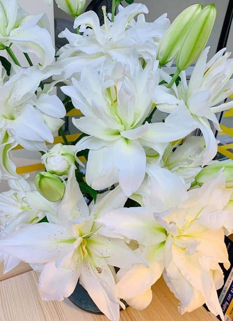 Tom hum do hiem co, ve Viet Nam ban voi gia 10 trieu dong/con-Hinh-3