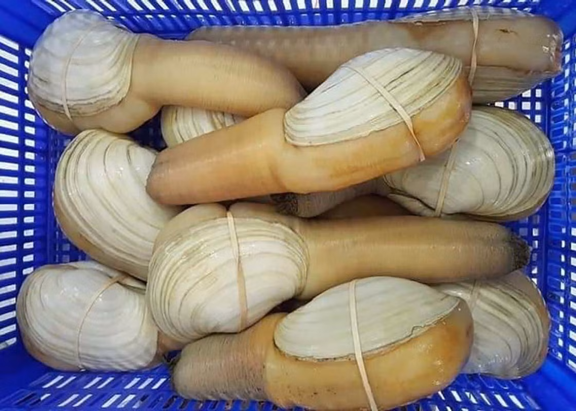 Tom hum do hiem co, ve Viet Nam ban voi gia 10 trieu dong/con