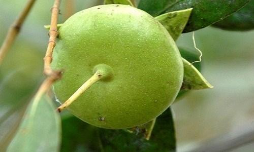 Bởi vậy, mặc dù chỉ là một loại quả không mấy giá trị ở Việt Nam nhưng trái bần lại được người nước ngoài săn lùng, ưa chuộng.