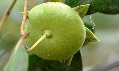 Bởi vậy, mặc dù chỉ là một loại quả không mấy giá trị ở Việt Nam nhưng trái bần lại được người nước ngoài săn lùng, ưa chuộng.