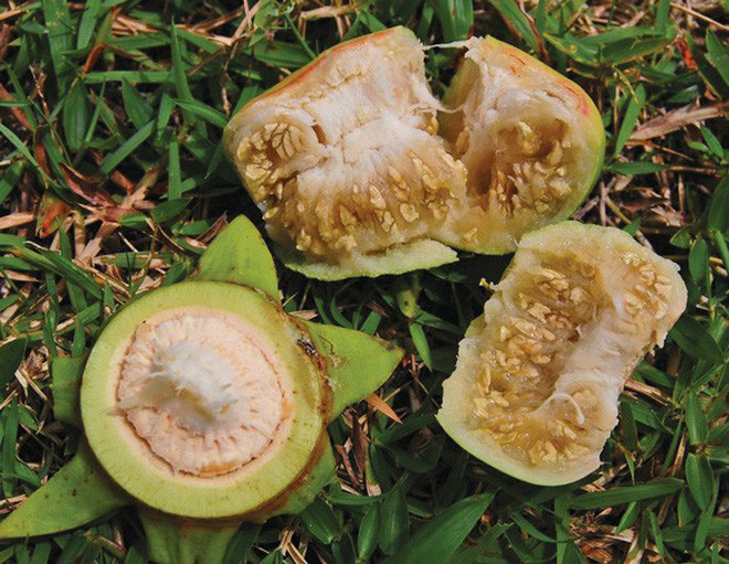 Ở một số nước Đông Nam Á còn dùng lá, búp non của cây bần làm rau ăn sống. Tại Philippines, nông dân ven biển dùng trái bần ổi chín ủ thành giấm để nấu ăn trong gia đình.