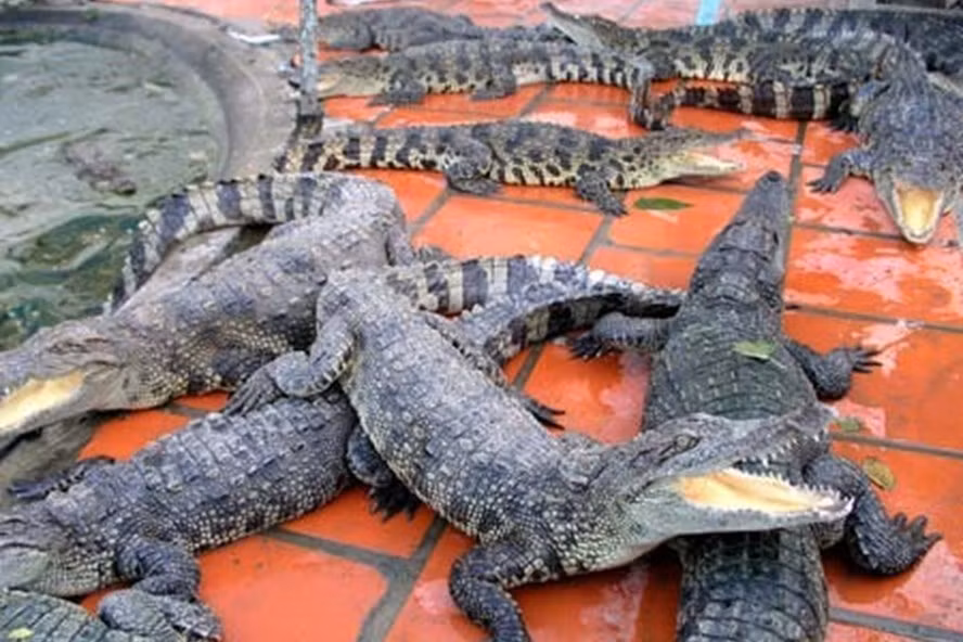 Ca hoi Sa Pa giam xuyen day, tom hum tang gia gap ba-Hinh-3