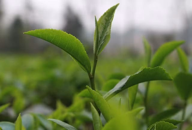 Ca hoi Sa Pa giam xuyen day, tom hum tang gia gap ba-Hinh-5