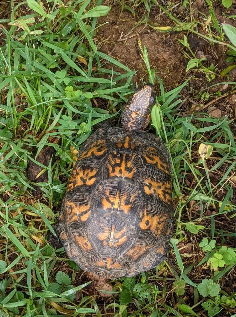 Giải cứu 1 con rùa mắc kẹt, người phụ nữ thấy chỉ muốn bỏ chạy - Hình 4 Giai cuu 1 con rua mac ket, nguoi phu nu thay chi muon bo chay-Hinh-4