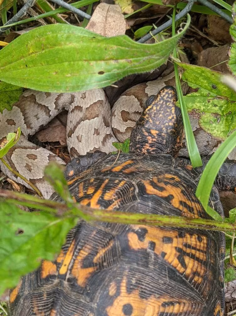 Giải cứu 1 con rùa mắc kẹt, người phụ nữ thấy chỉ muốn bỏ chạy - Hình 2 Giai cuu 1 con rua mac ket, nguoi phu nu thay chi muon bo chay-Hinh-2