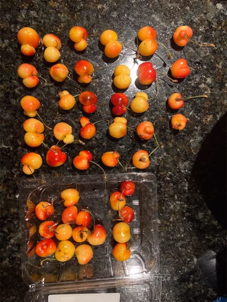 Các quả anh đào trong hộp này đều bị đột biến theo một cách riêng nào đó.