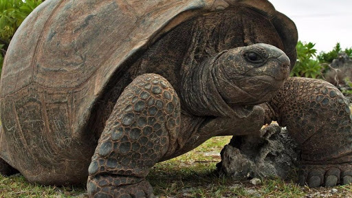 Bi quyet gi giup rua song lau, tai sao rua tho duoc bang mong?