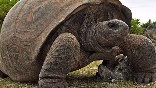 Bi quyet gi giup rua song lau, tai sao rua tho duoc bang mong?