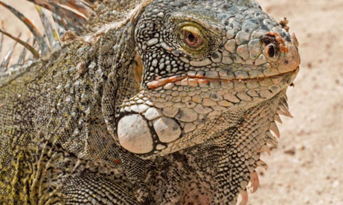 Đảo quốc của cự đà và những loài chim ruồi độc đáo Dao quoc cua cu da va nhung loai chim ruoi doc dao