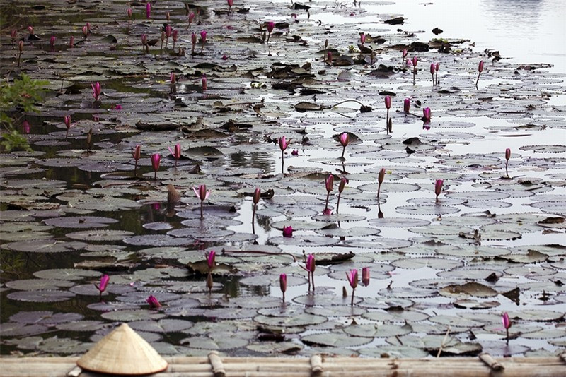 Khi mặt trời lên cao, hoa cũng khép lại.