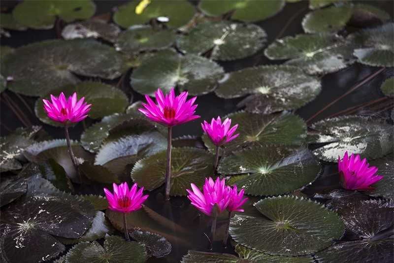 Những bông súng e ấp rồi nở bung trong nắng sớm ban mai.