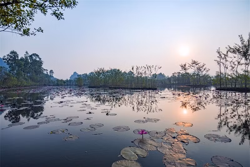 Từ độ giữa tháng 9, những nụ hoa đã nhú dần lên mặt nước để sang tháng 10 bừng nở giữa không gian se lạnh.