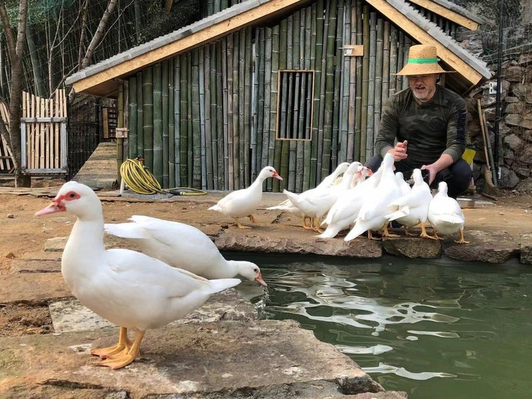 Tuoi gia chan ngan vit cua tai tu tung la 