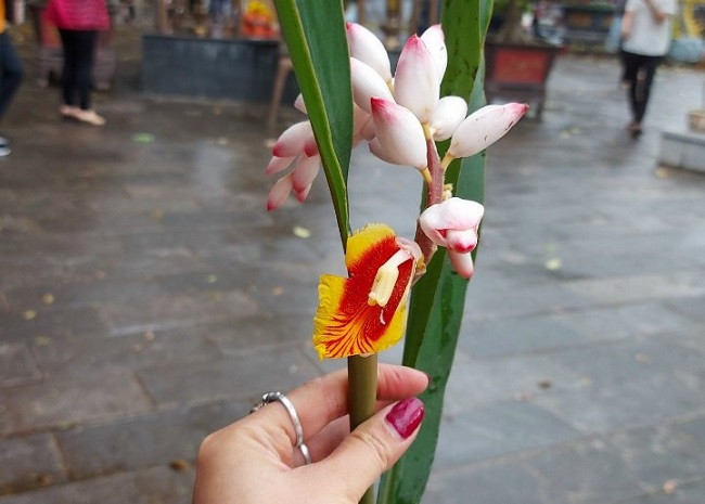 Bat ngo loai hoa lan het nhu bong lua, dan buon ban ca nghin canh-Hinh-3