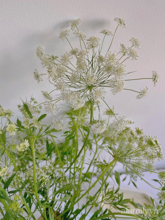 Moi la hoa ca rot, thu hut nhieu ba noi tro mua ve cam-Hinh-3