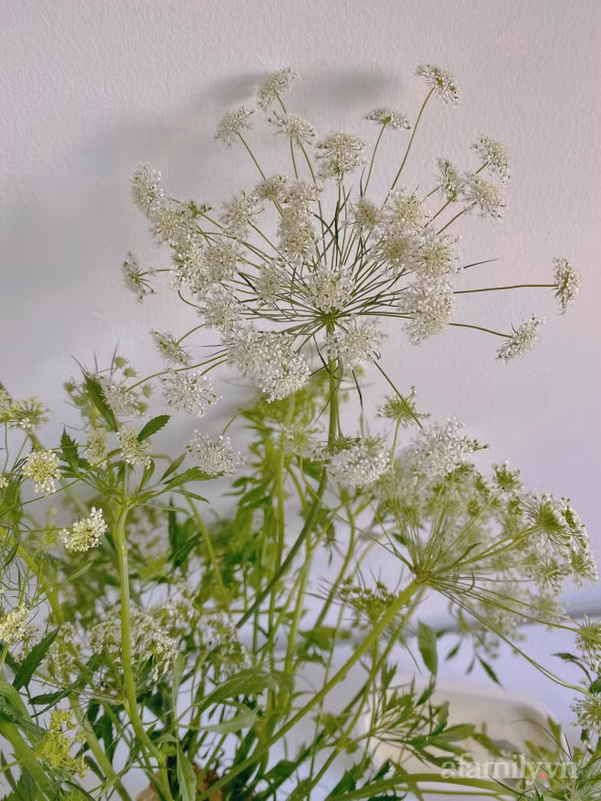 Moi la hoa ca rot, thu hut nhieu ba noi tro mua ve cam-Hinh-3