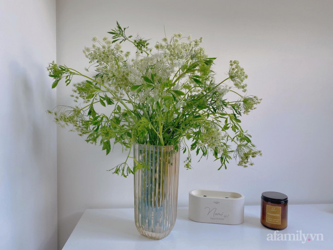 Mới lạ hoa cà rốt, thu hút nhiều bà nội trợ mua về cắm Moi la hoa ca rot, thu hut nhieu ba noi tro mua ve cam