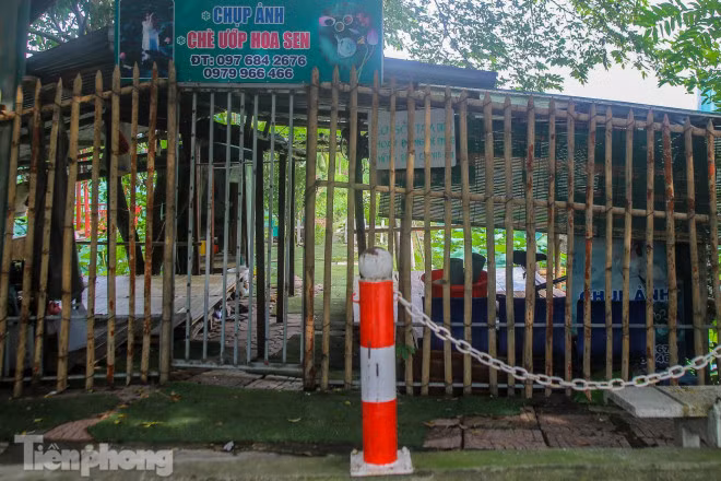 Được biết, sen ở khu vực trên được bán ngay tại vườn và bán lẻ ở các chợ với giá 150.000 đồng/10 bông. Tuy nhiên sức mua giảm hụt do các dịch vụ chụp ảnh tạm ngừng khiến hoa không bán được cuối ngày sẽ vứt bỏ.