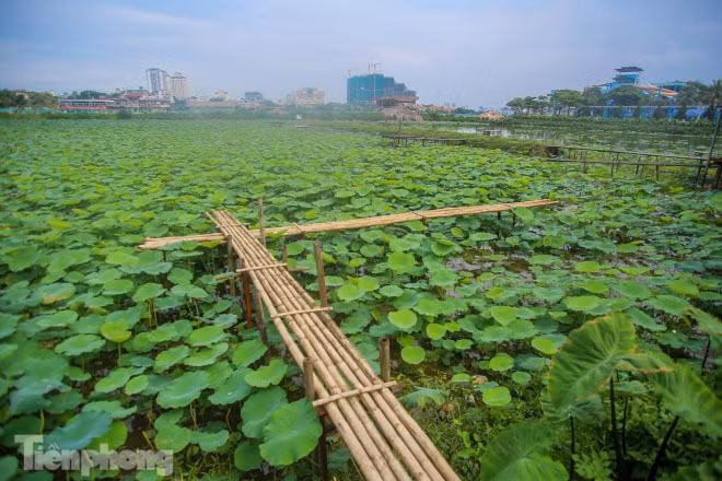 Hình ảnh vắng vẻ hiếm thấy ở các đầm trên hồ Tây vào mùa sen. 