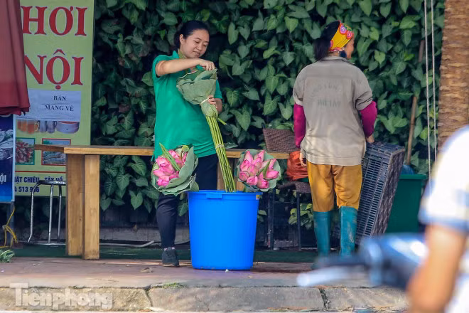 Nhiều người đành đem sen ra ngoài bán để "vớt" lại chút vốn.