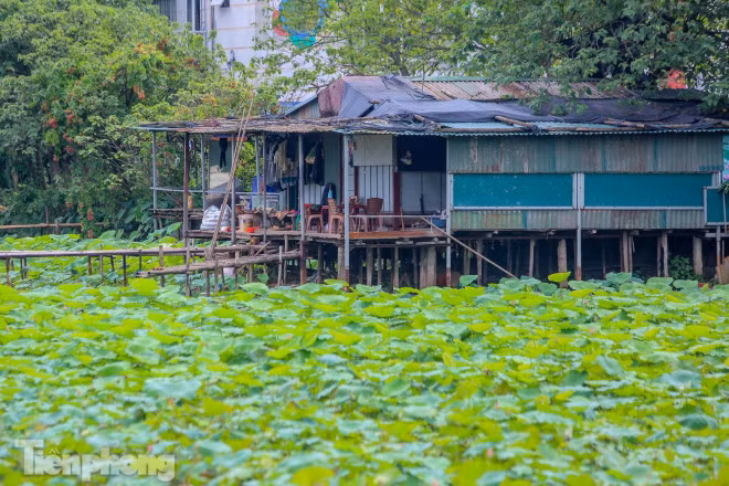 Bác Hà, chủ một đầm sen ở hồ Tây cho biết, ngay khi có yêu cầu của UBND TP Hà Nội, các đầm sen ở đây đều cam kết với chính quyền tạm dừng hoạt động kinh doanh để phòng chống dịch, nếu vi phạm sẽ bị phạt 20 triệu đồng.