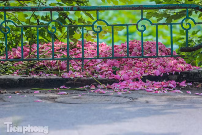 Hoa sen không bán được, người trồng đành phải vứt xó.