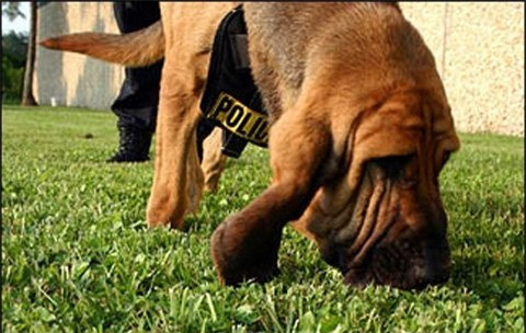 Nhung kha nang dang kinh ngac cua dong vat-Hinh-2