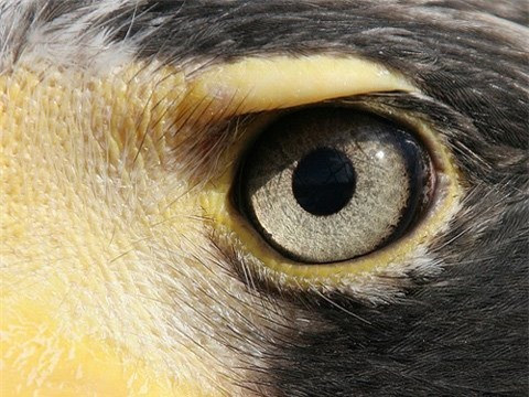 Nhung kha nang dang kinh ngac cua dong vat-Hinh-3