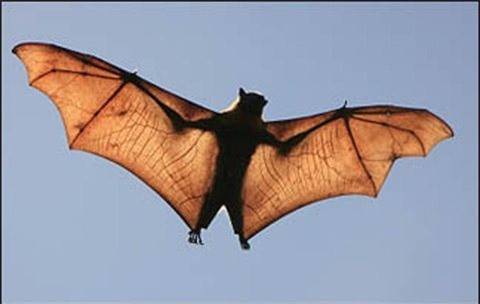 Nhung kha nang dang kinh ngac cua dong vat-Hinh-6