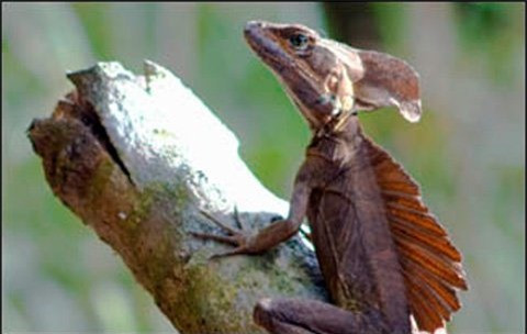 Nhung kha nang dang kinh ngac cua dong vat