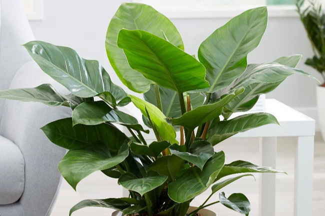 6 cây cảnh nghe tên đã thấy phú quý, tài lộc đầy nhà, lại dễ trồng - Hình 6 6 cay canh nghe ten da thay phu quy, tai loc day nha, lai de trong-Hinh-6