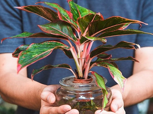 6 cây cảnh nghe tên đã thấy phú quý, tài lộc đầy nhà, lại dễ trồng - Hình 2 6 cay canh nghe ten da thay phu quy, tai loc day nha, lai de trong-Hinh-2