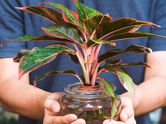 6 cay canh nghe ten da thay phu quy, tai loc day nha, lai de trong-Hinh-2