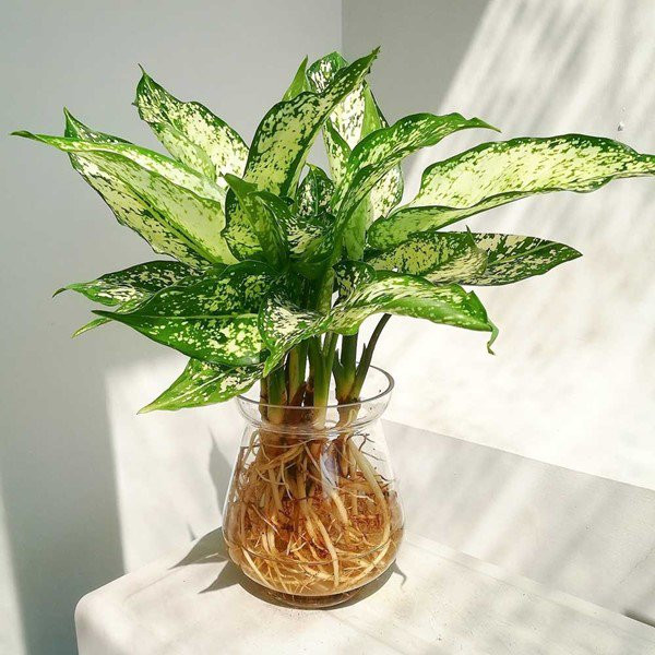 6 cây cảnh nghe tên đã thấy phú quý, tài lộc đầy nhà, lại dễ trồng - Hình 5 6 cay canh nghe ten da thay phu quy, tai loc day nha, lai de trong-Hinh-5