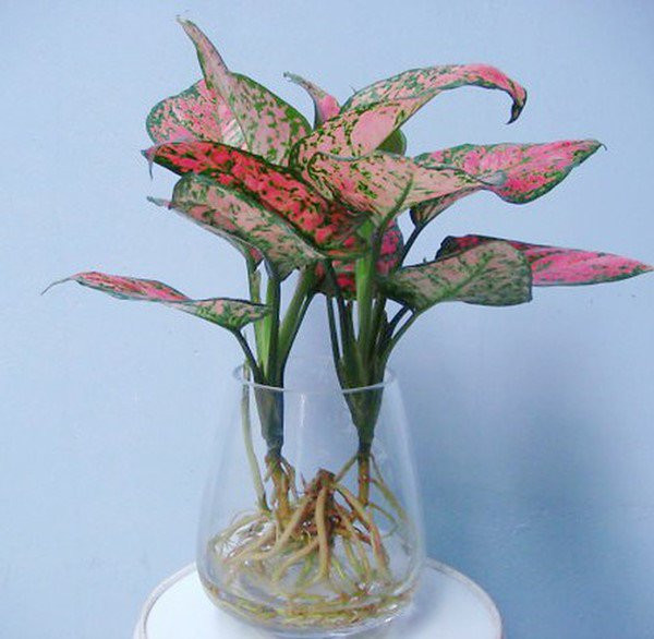 6 cây cảnh nghe tên đã thấy phú quý, tài lộc đầy nhà, lại dễ trồng - Hình 3 6 cay canh nghe ten da thay phu quy, tai loc day nha, lai de trong-Hinh-3