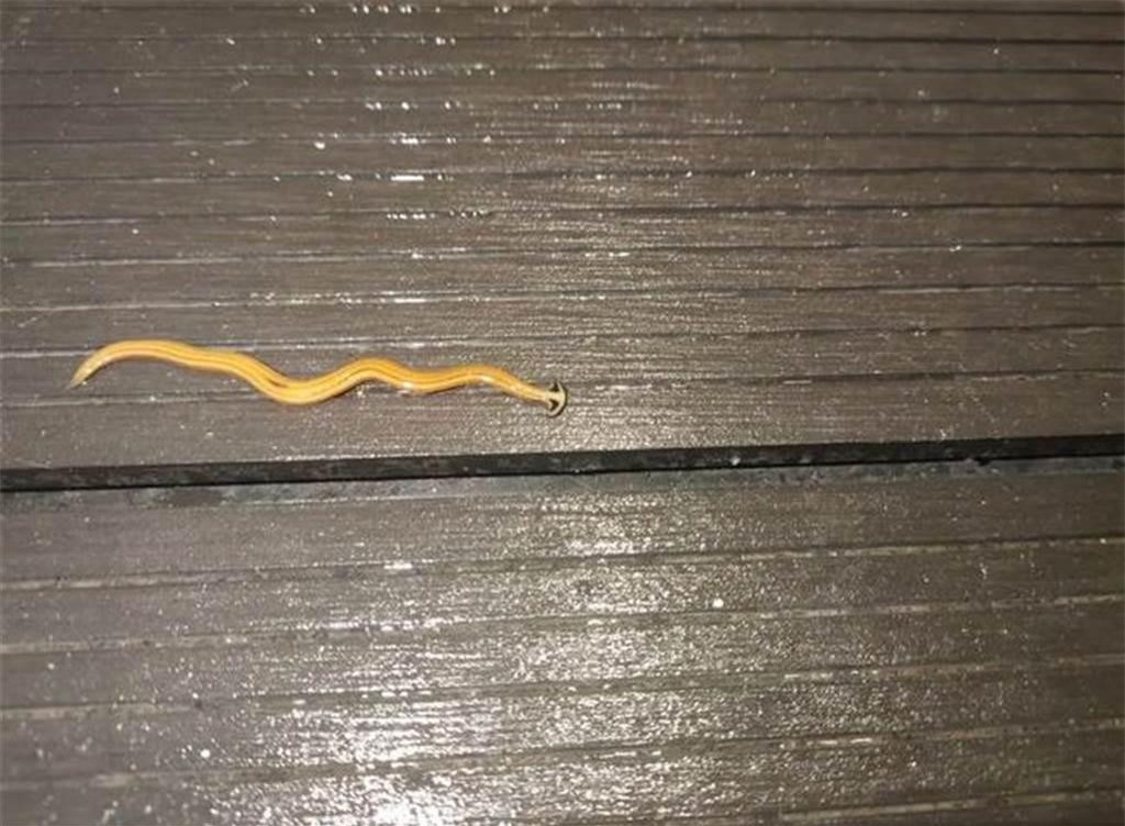 Sinh vật đứt đôi cơ thể vẫn sống còn nhân bản làm hai ảnh 1