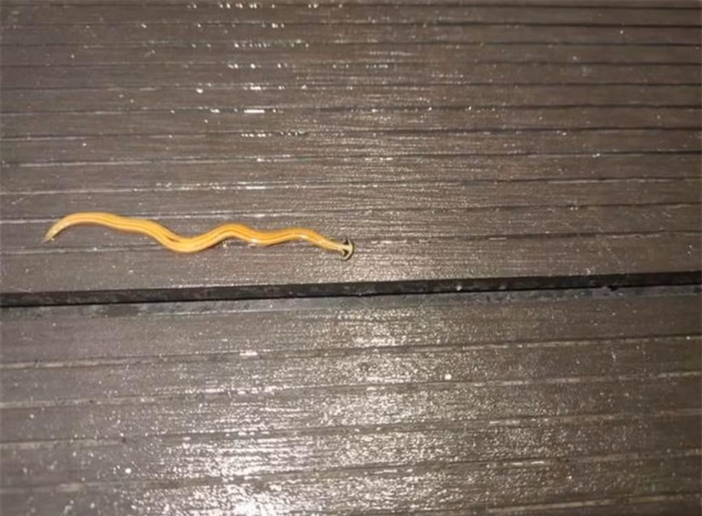 Sinh vật đứt đôi cơ thể vẫn sống còn nhân bản làm hai ảnh 1