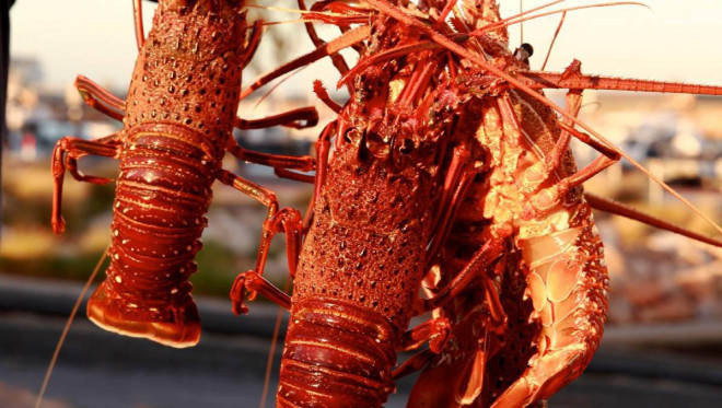 Do ảnh hưởng của dịch bệnh COVID-19, ngành công nghiệp tôm hùm của Úc đã bị ảnh hưởng nặng nề do các hạn chế xuất khẩu sang Trung Quốc.