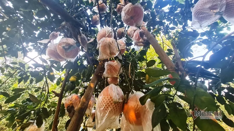 Tranh nhau dat coc buoi do 