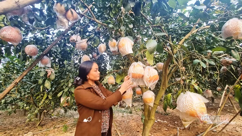 Tranh nhau dat coc buoi do 