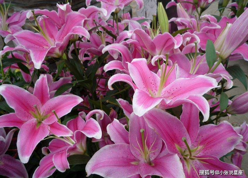 Khung giờ Thìn Âm lịch (7:00-9:00). Giờ Thìn là khoảng thời gian mặt trời tỏa ánh sáng huy hoàng. Trẻ sinh giờ này cũng nhận được nhiều phúc lộc trời ban. Họ thường gặp may mắn trong cuộc sống cũng như sự nghiệp. Trẻ sinh vào khung giờ Thìn Âm lịch thông minh, lém lỉnh, luôn tò mò, thích khám phá và ham học hỏi từ rất nhỏ.