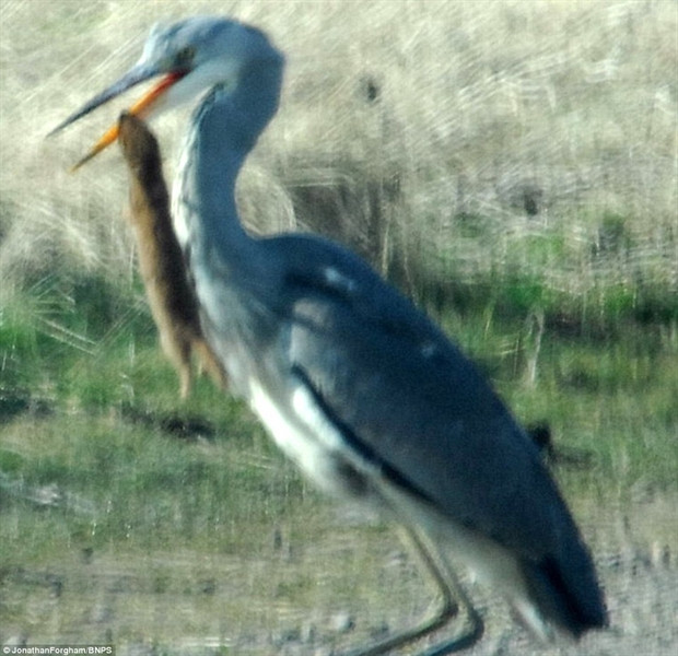 Chon mat mang vi treu gheo con co-Hinh-2