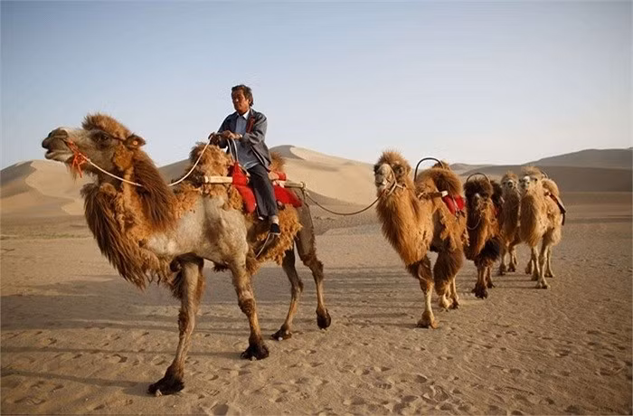Khách du lịch tới đây sẽ được cưỡi lạc đà đi tham quan xung quanh hồ và sa mạc.
